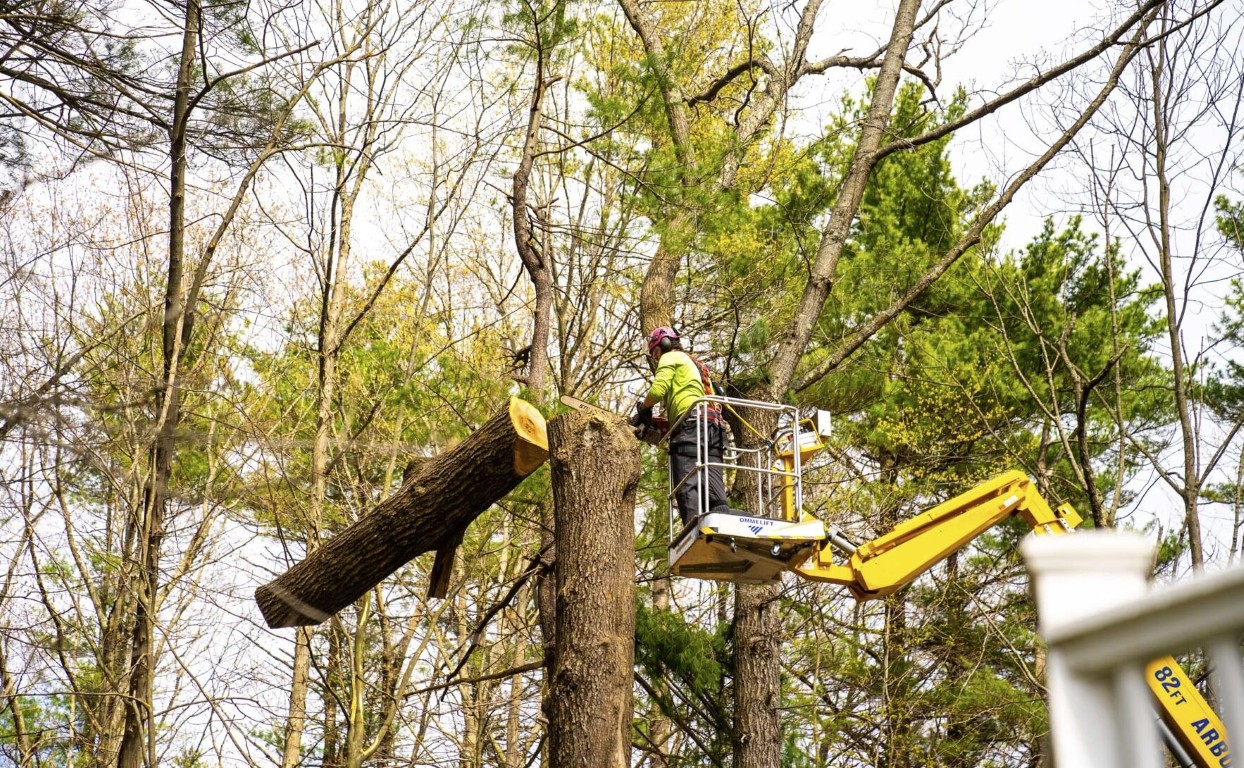 Arborist Consulting in Edmond, OK